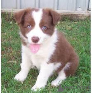 Zdjęcie №1. border collie - na sprzedaż w Tampere | 3348zł | Zapowiedź №169381