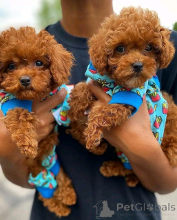 Zdjęcie №2 do zapowiedźy № 161890 na sprzedaż  pudel (krasnolud) - wkupić się Austria prywatne ogłoszenie, hodowca