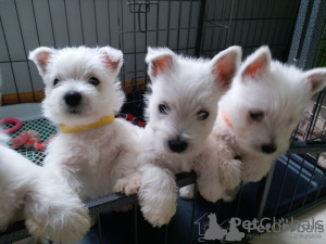 Zdjęcie №2 do zapowiedźy № 44885 na sprzedaż  west highland white terrier - wkupić się Litwa prywatne ogłoszenie