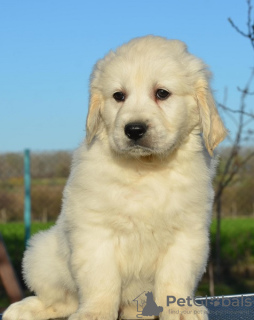 Zdjęcie №3. Szczenięta Golden Retrievera. Serbia