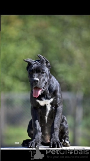 Zdjęcie №2 do zapowiedźy № 118942 na sprzedaż  cane corso - wkupić się Serbia hodowca