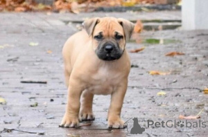 Zdjęcie №1. boerboel - na sprzedaż w Sztokholm | negocjowane | Zapowiedź №169765