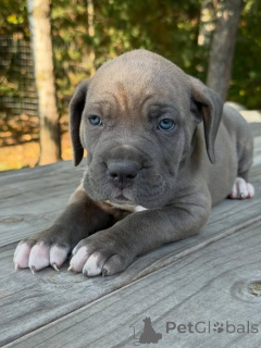 Zdjęcie №2 do zapowiedźy № 161247 na sprzedaż  cane corso - wkupić się Holandia hodowca