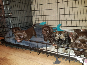 Zdjęcie №4. Sprzedam shih tzu w Mariimpole. prywatne ogłoszenie, hodowca - cena - 2153zł