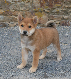 Zdjęcie №3. Szczenięta rasy Shiba do adopcji. Belgia