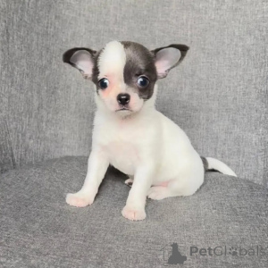 Zdjęcie №1. chihuahua (rasa psów) - na sprzedaż w Feldkircch | negocjowane | Zapowiedź №168160