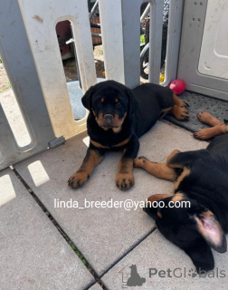 Zdjęcie №2 do zapowiedźy № 170264 na sprzedaż  rottweiler - wkupić się Niemcy 