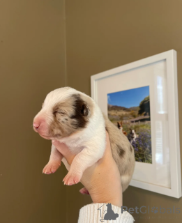 Zdjęcie №2 do zapowiedźy № 173954 na sprzedaż  border collie - wkupić się USA 