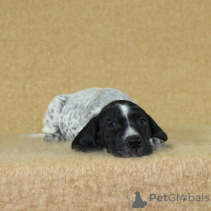 Zdjęcie №4. Sprzedam pies nierasowy w Reims. hodowca - cena - 4544zł