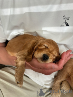 Zdjęcie №1. cocker spaniel angielski - na sprzedaż w Zossen | negocjowane | Zapowiedź №157996