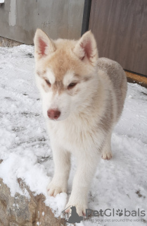 Zdjęcie №4. Sprzedam husky syberyjski w Połtawa. prywatne ogłoszenie - cena - 596zł