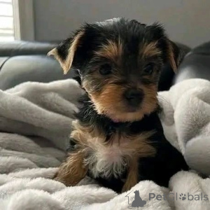 Zdjęcie №1. yorkshire terrier - na sprzedaż w Helsinki | 3061zł | Zapowiedź №163057