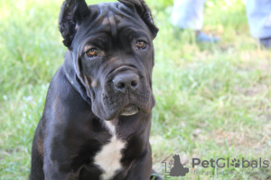 Zdjęcie №4. Sprzedam cane corso w Brest. prywatne ogłoszenie - cena - 897zł