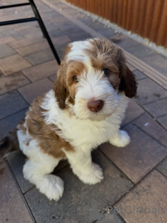 Zdjęcie №2 do zapowiedźy № 178082 na sprzedaż  labradoodle - wkupić się Niemcy prywatne ogłoszenie