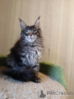 Zdjęcie №4. Sprzedam maine coon w Kolonia.  - cena - 4305zł