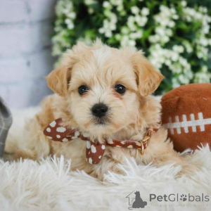 Zdjęcie №1. maltipu - na sprzedaż w Hamburg | 4305zł | Zapowiedź №149565