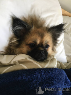 Zdjęcie №2 do zapowiedźy № 141365 na sprzedaż  maltańczyk, szpic miniaturowy - wkupić się Zjednoczone Emiraty Arabskie prywatne ogłoszenie