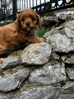 Dodatkowe zdjęcia: Cavapoo szczenięta na sprzedaż