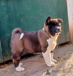 Zdjęcie №2 do zapowiedźy № 138548 na sprzedaż  akita amerykańska - wkupić się Serbia 