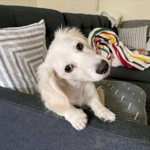 Zdjęcie №3. Sprzedam śliczne urocze szczenięta jamnika skontaktuj się z firmą WhatsApp. Finlandia