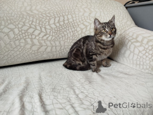 Zdjęcie №4. Sprzedam  w Mińsk.  - cena - Bezpłatny