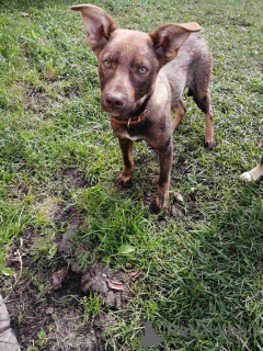 Zdjęcie №1. pies nierasowy - na sprzedaż w Mińsk | Bezpłatny | Zapowiedź №164578