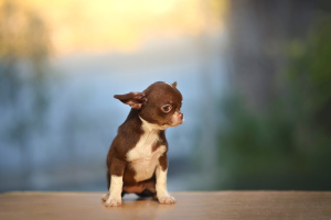 Dodatkowe zdjęcia: Czekoladowy Chihuahua