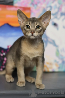 Zdjęcie №2 do zapowiedźy № 153745 na sprzedaż  kot abisyński - wkupić się Białoruś od żłobka