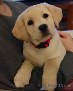 Zdjęcie №3. Labrador retriever. Niemcy