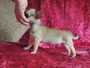 Zdjęcie №2 do zapowiedźy № 1264 na sprzedaż  chihuahua (rasa psów) - wkupić się Federacja Rosyjska od żłobka