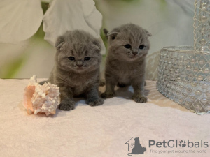 Zdjęcie №1. scottish fold - na sprzedaż w Rüdersdorf | 1465zł | Zapowiedź № 118353