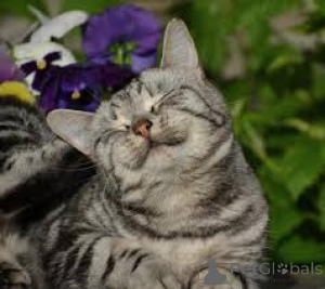 Zdjęcie №1. kot europejski krótkowłosy - na sprzedaż w Amsterdam | 2774zł | Zapowiedź № 162718