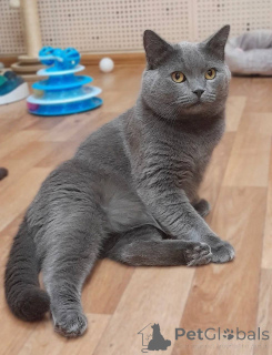 Zdjęcie №2 do zapowiedźy № 161964 na sprzedaż  kot brytyjski krótkowłosy - wkupić się Federacja Rosyjska ze schronu