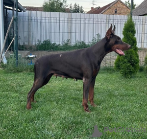 Dodatkowe zdjęcia: Doberman szczenięta