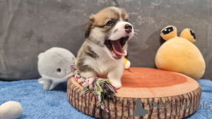 Zdjęcie №2 do zapowiedźy № 145096 na sprzedaż  welsh corgi - wkupić się Federacja Rosyjska hodowca