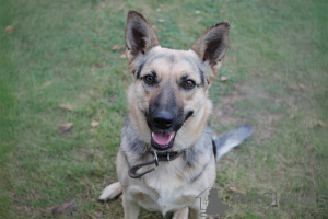 Zdjęcie №2 do zapowiedźy № 133908 na sprzedaż  pies nierasowy - wkupić się Białoruś prywatne ogłoszenie