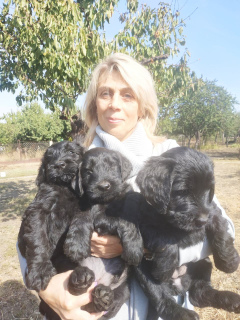 Zdjęcie №3. Giant Schnauzer Puppies. Ukraina