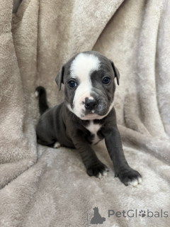 Zdjęcie №1. staffordshire bull terrier - na sprzedaż w Gällivare | negocjowane | Zapowiedź №169803