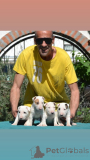 Zdjęcie №2 do zapowiedźy № 139008 na sprzedaż  amerykański pitbulterier - wkupić się Serbia 