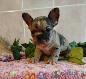 Dodatkowe zdjęcia: Buldog francuski.