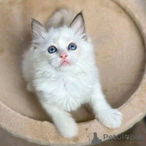 Zdjęcie №3. Kocięta ragdoll do adopcji. Niemcy