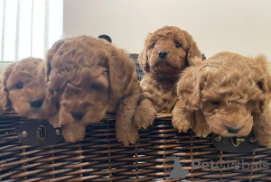 Zdjęcie №4. Sprzedam cavalier king charles spaniel w Berlin. hodowca - cena - 1770zł