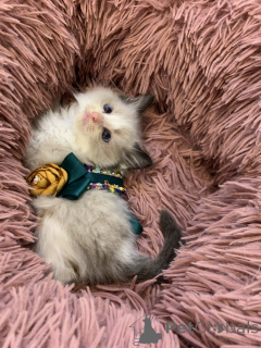 Zdjęcie №2 do zapowiedźy № 167408 na sprzedaż  ragdoll - wkupić się Austria hodowca