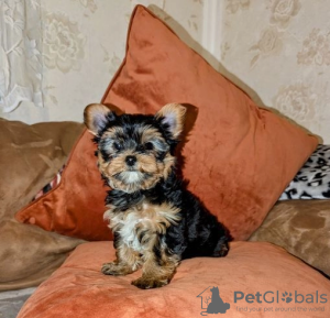 Zdjęcie №1. yorkshire terrier - na sprzedaż w Alytus | 1674zł | Zapowiedź №127590