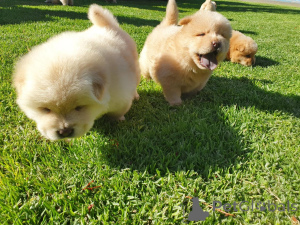 Zdjęcie №4. Sprzedam chow-chow w Oklahoma City.  - cena - negocjowane