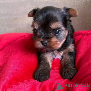 Zdjęcie №3. Szczenięta Yorkie do adopcji. Mamy szczeniaki Yorkie do adopcji do każdego. USA