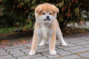 Zdjęcie №2 do zapowiedźy № 4719 na sprzedaż  akita (rasa psa) - wkupić się Ukraina od żłobka