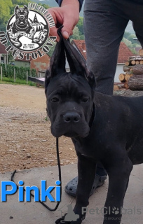 Dodatkowe zdjęcia: Cane Corso szczenięta