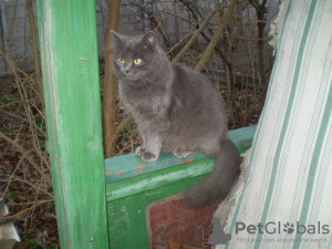 Zdjęcie №3. Sprzedaż kotów. Ukraina
