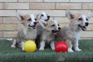 Dodatkowe zdjęcia: Szczenięta Welsh Corgi Pembroke